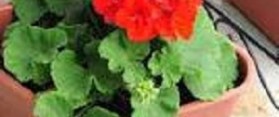 Geraniums in Pots