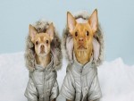 Two Chihauhaus Wearing Winter Coats