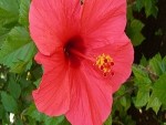 Hibiscus Flower