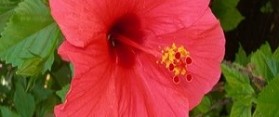 Hibiscus Flower
