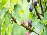 Fig Tree
