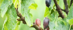 Fig Tree