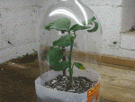 draft_lens3053602module19155382photo_1236268199how_to_growing_roses_from_cuttings