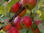 images (1)