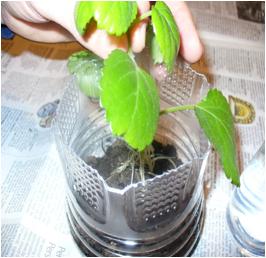 Build a Mini Greenhouse