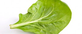 A spinach leaf
