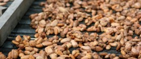 Drying Cocoa beans