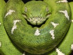 Boa