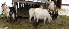 Goats in the Winter