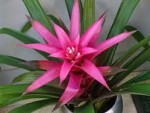 Bromeliad House Plant