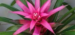 Bromeliad House Plant