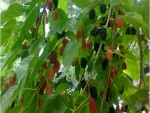 Mulberry Tree