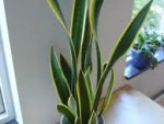 How to Care for a Sansevieria or Snake Plant
