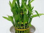 Lucky bamboo