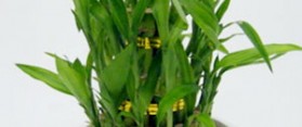 Lucky bamboo