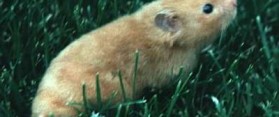 Rodent