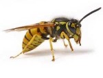 Yellow Jackets