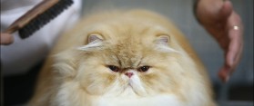 Groom a Cat with Long Hair