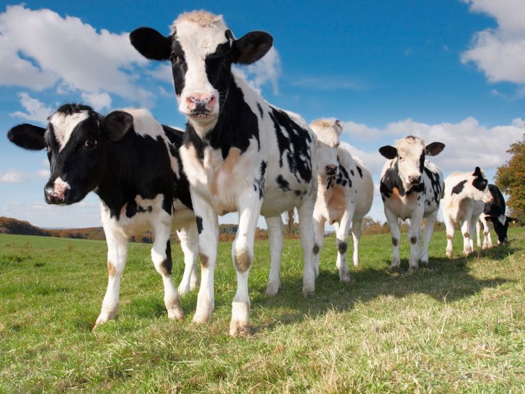 Cows genetically modified to produce healthier milk