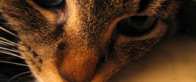 Cat at Home Alone