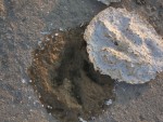 Dinosaur Footprint