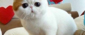 Cat training
