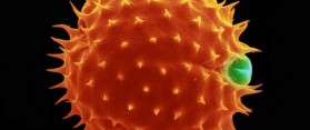 Pollen Allergy