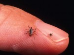 Symptoms of Lyme Disease
