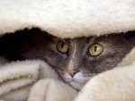 A Shy cat
