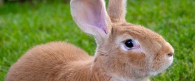 Breed Flemish Giants