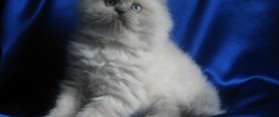 Himalayan Kittens