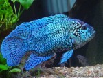 Tips about How to Breed Jack Dempsey s
