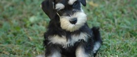 Miniature Schnauzer