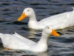 Pekin Ducks
