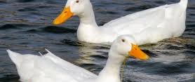 Pekin Ducks