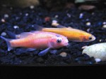 Breed Rosy Red Minnows