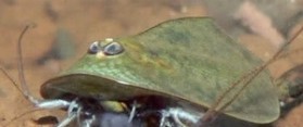 Breed Triops longicaudatus