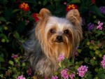 Yorkies