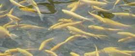 Live fish food