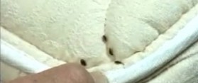 Mattress with Bed Bugs
