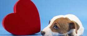 pet valentine