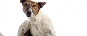 Dry Itchy Skin on Dog