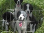 Deworm Your Dog at Home