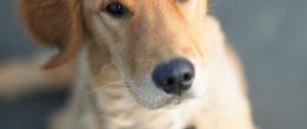 Discipline Your Dog Positively