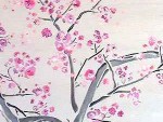 cherry blossoms