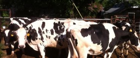 Freshen a Milk Cow