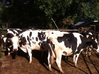 How to Freshen a Milk Cow Freshen a Milk Cow