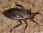 How to Get Rid of Water Bugs