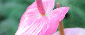 Anthurium