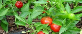 to Grow Peppers from Seeds